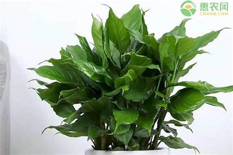 广东万年青用什么肥料,春秋施加液肥促进植株生长