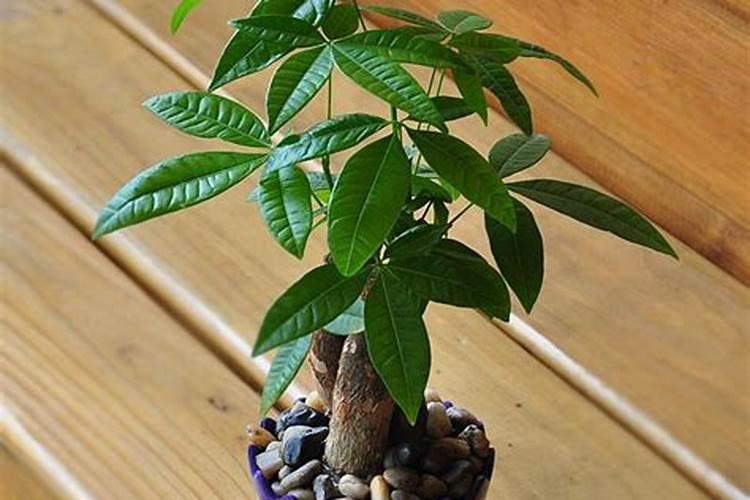 如何自制草木灰水