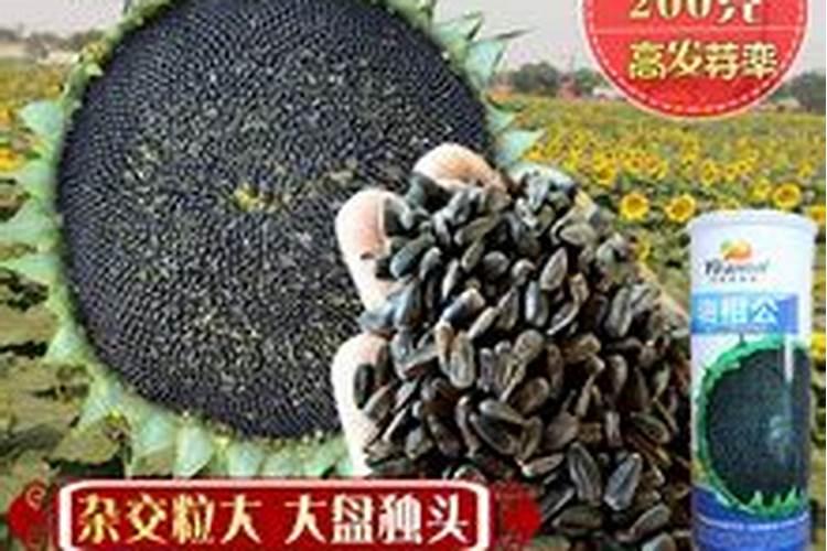 如何种植红瓜子？