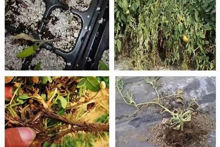 番茄怎么施肥才能高产？具体要如何做呢？