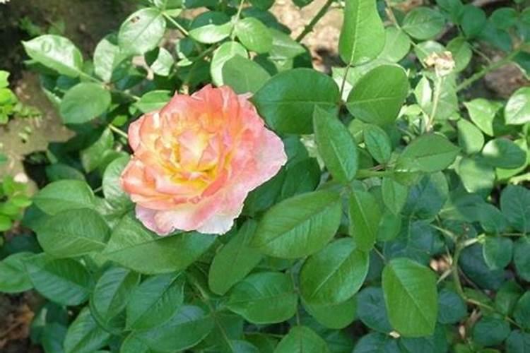 春天月季发芽施什么肥