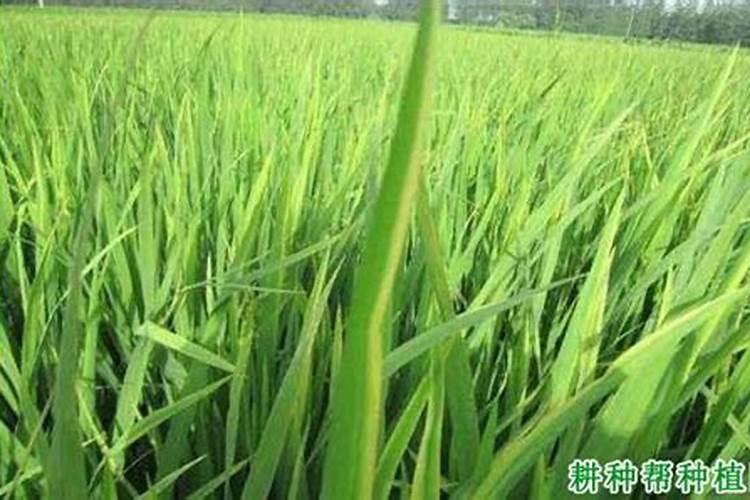 请问老师棉花红腐病的症状？