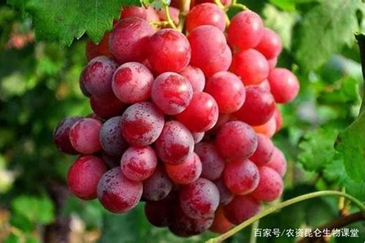 截冠裸根树苗多久发芽 截冠树苗裸根多久发芽