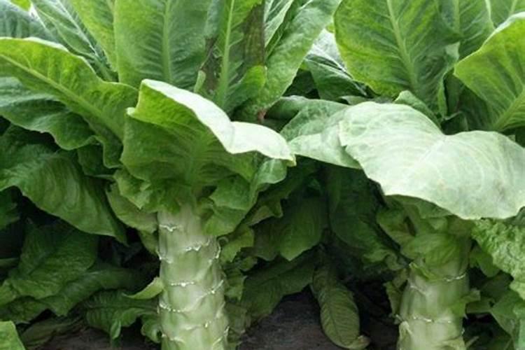 铁线莲裸根种多久发芽