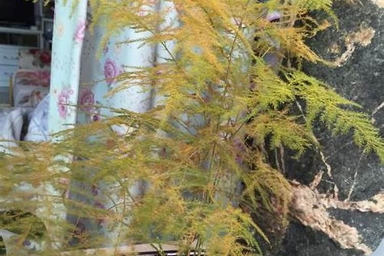 谷子一年中要经历哪几个生育期？各生育期大致在什么时间？