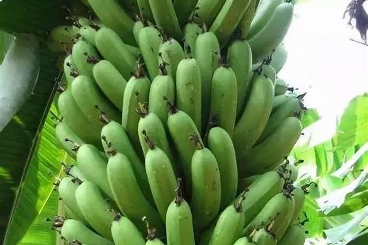 苹果如何施肥 苹果施肥方法时间