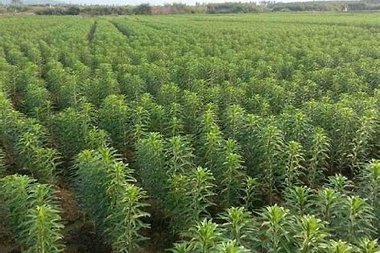 黄粉虫虫粪沙作植物肥料有什么作用