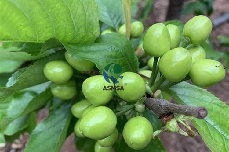 花盆里种樱桃树发牙了用什么当肥最好？