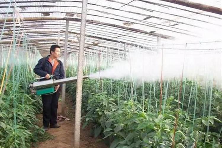 日光温室大棚辣子打磷酸二氢钾和芸苔素上午好还是下午好？