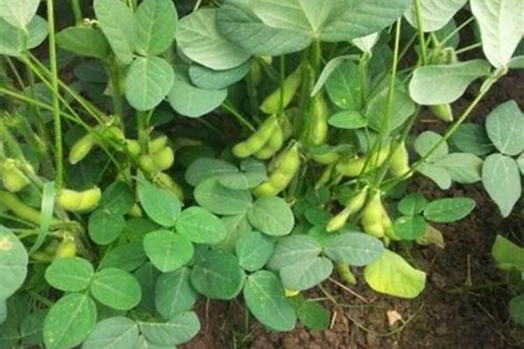 黄豆开花期需要施什么肥