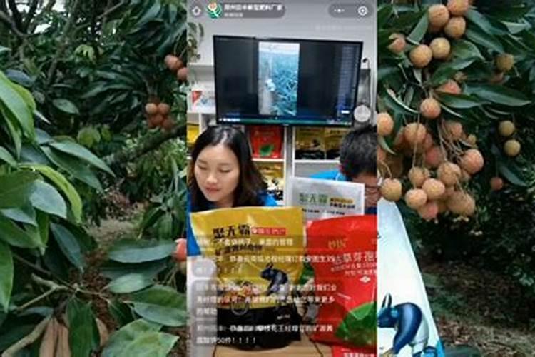 膨果期的葡萄打什么叶面肥能让果子大颜色好？