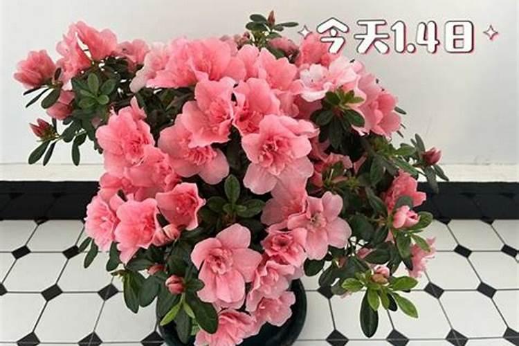 杜鹃花怎样浇水施肥