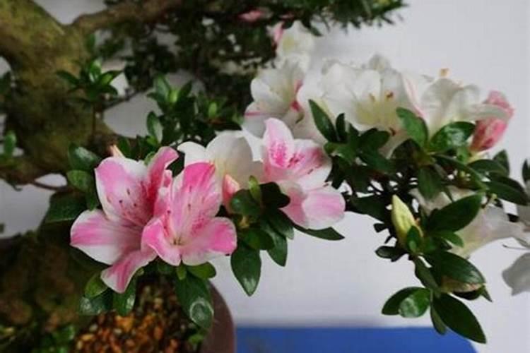 杜鹃花怎么养花蕾期施什么肥