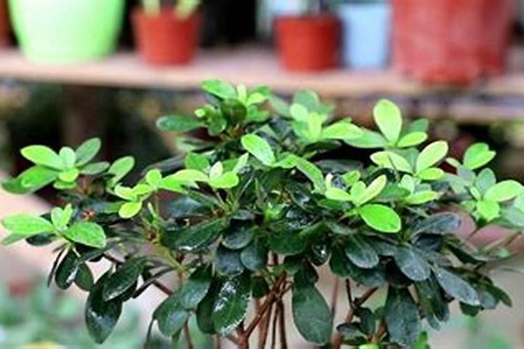 杜鹃花怎么养花蕾期施什么肥