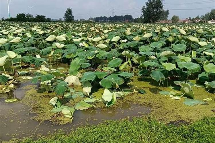 网纹瓜与哈密瓜的区别