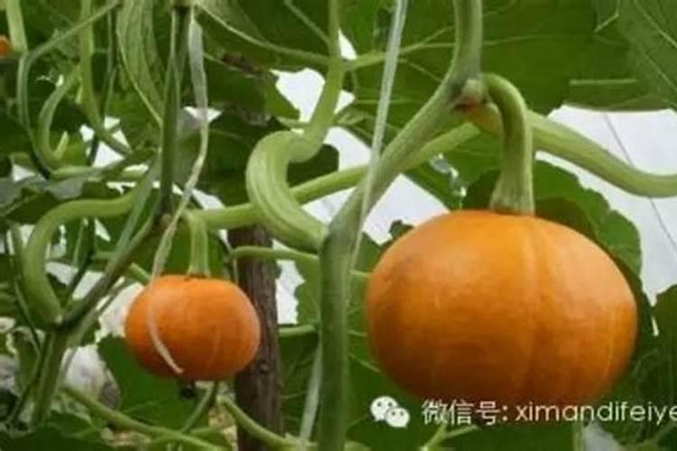如何促使南瓜开花