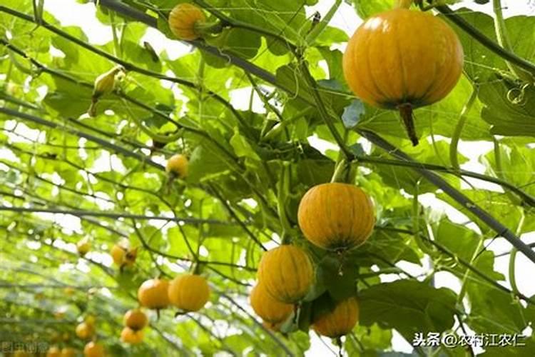 世界上最大土豆长在什么地方