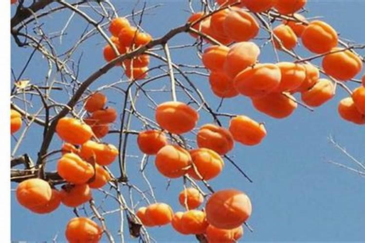 牡丹花移栽后的管理方法