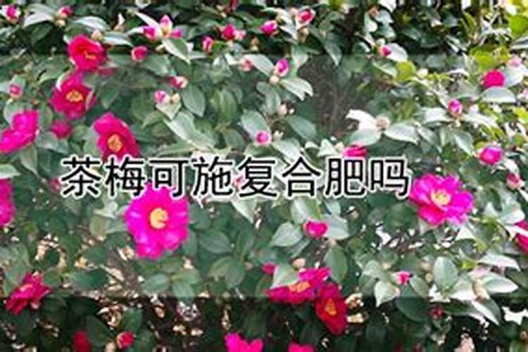 玉米啥时候追肥最好