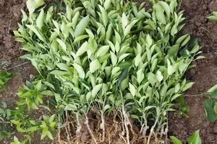 柑橘冬季树势保护叶面肥用什么好