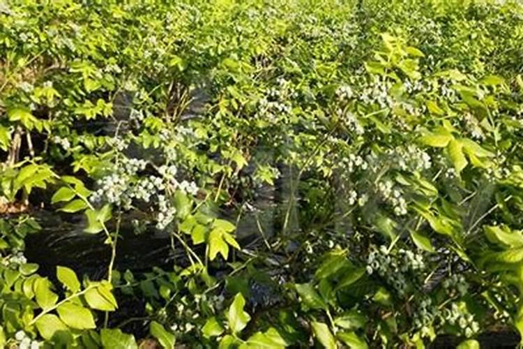 盆栽荷花怎样施肥什么时候施肥