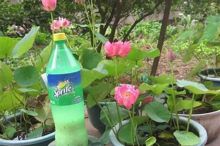 怎么去除树干的青苔