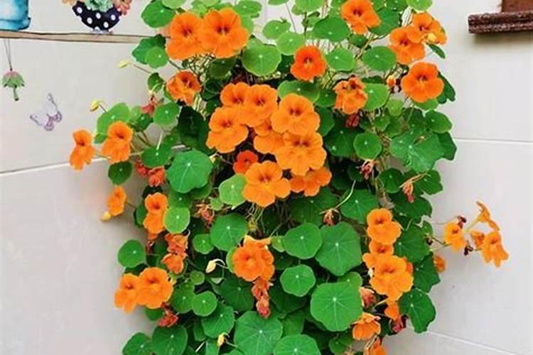 芋头上能使用氯化胆碱萘乙酸 磷酸二氢钾