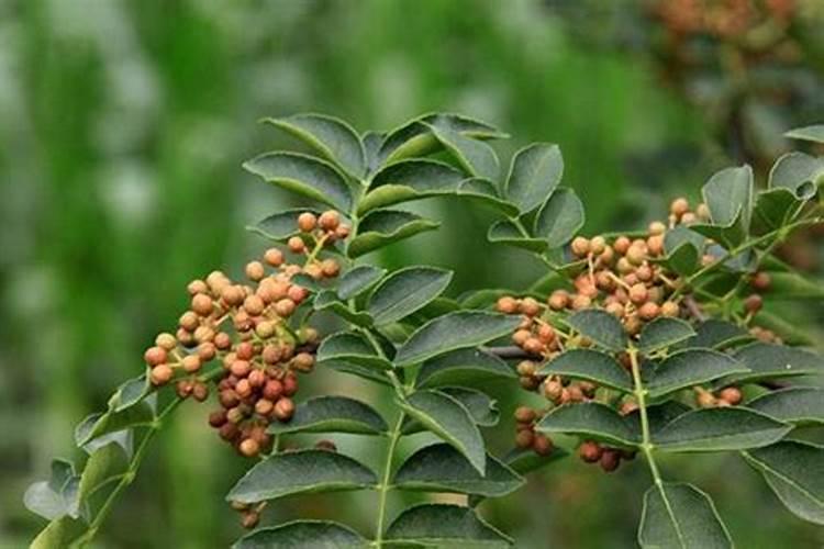 花椒树什么时候可以喷施叶面肥？