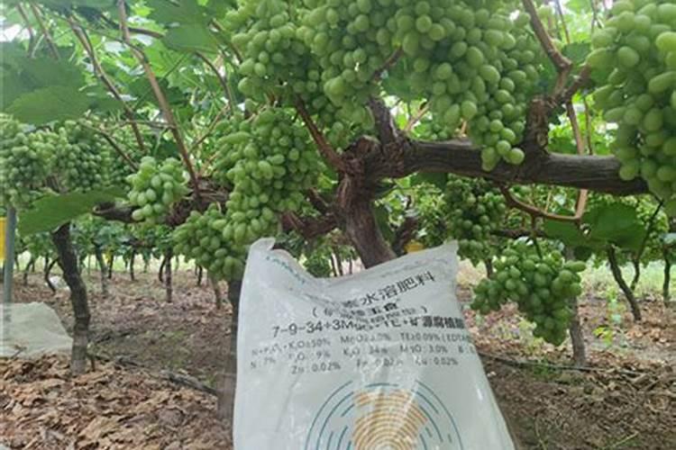 植物以什么方式吸收含氮的无机盐离子？