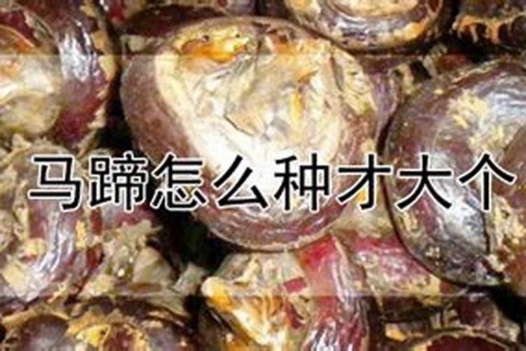 马蹄种植需要什么肥料