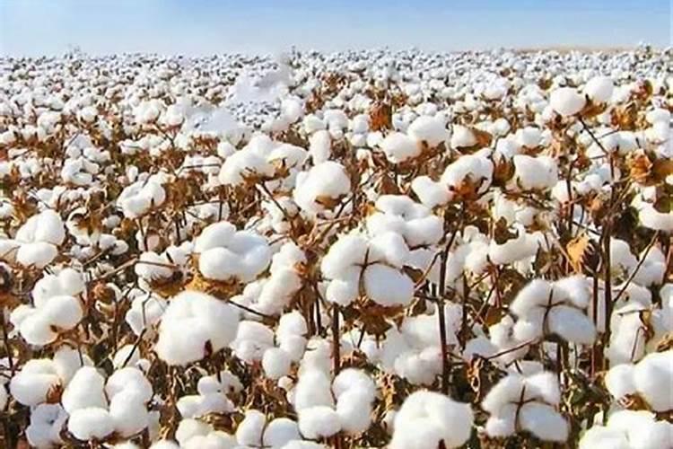 西瓜种起十天适合浇什么肥料？