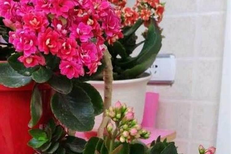 磷酸二氢钾怎么给长寿花施肥