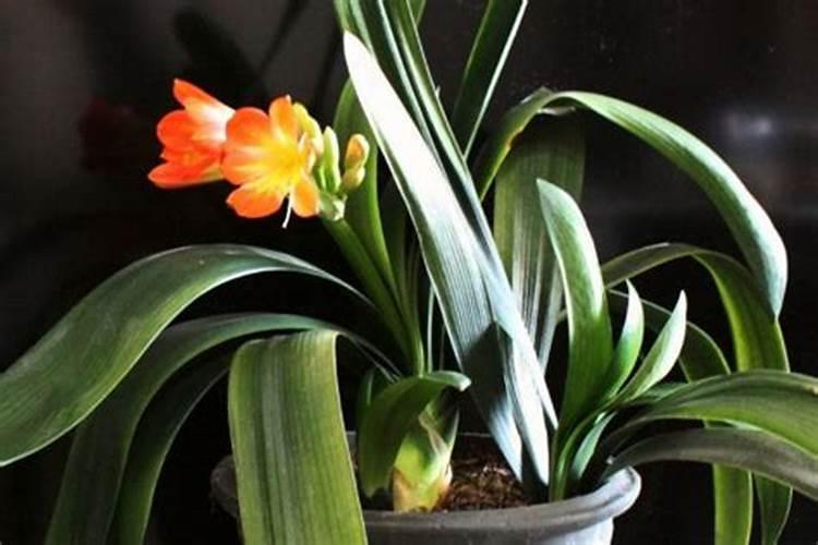 油菜素是植物激素吗