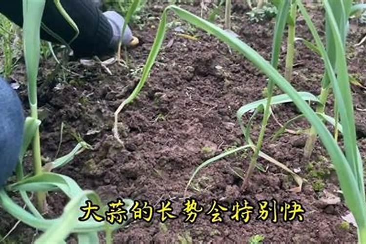 大蒜能用尿素吗