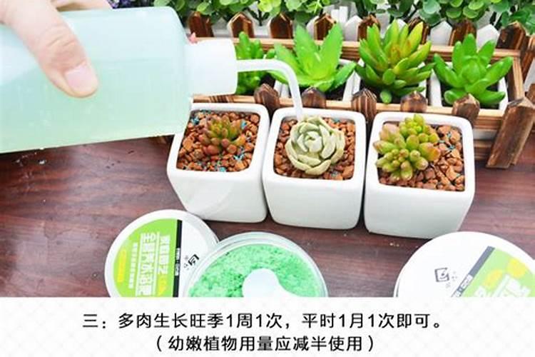 用什么水浇灌沙漠玫瑰花开满树