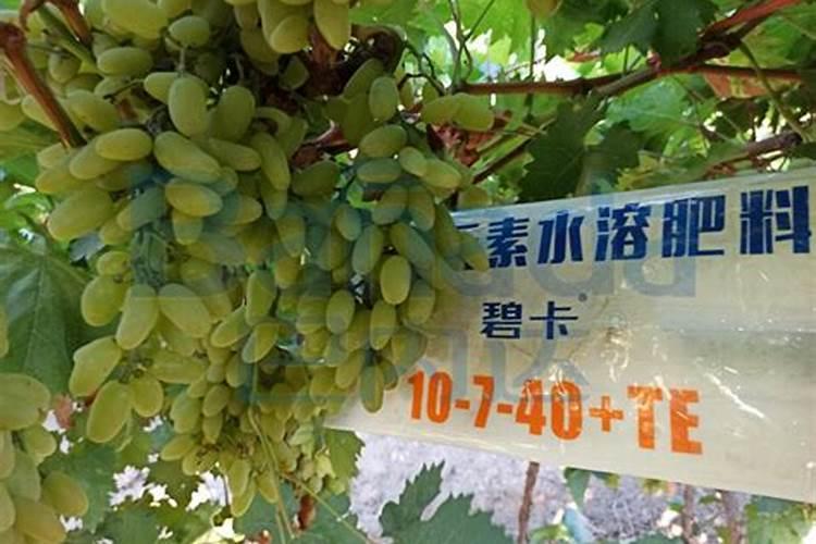 金钗石斛怎么养才开花
