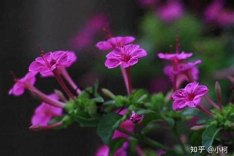 糖醇钙镁对植物的作用