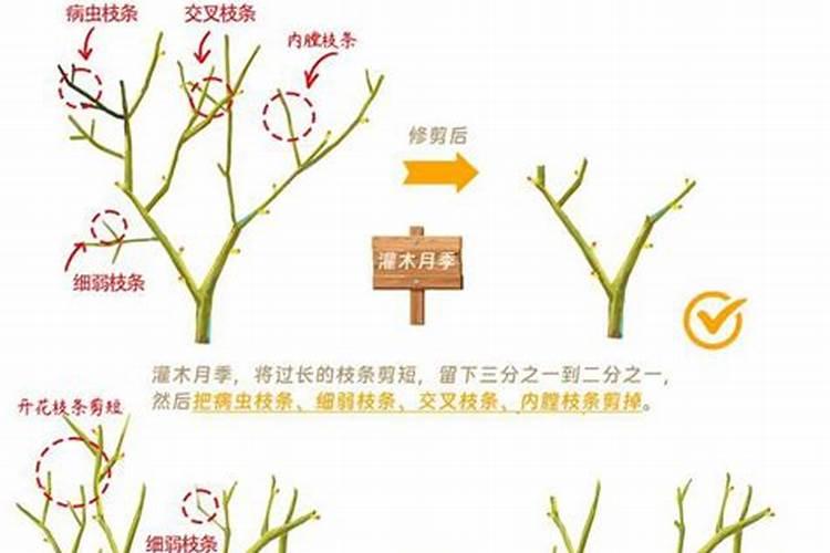 钙能预防果实裂果,那糖醇钙和钙镁,我们应该怎么选择呢？