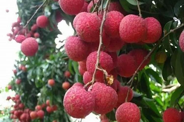 百合竹怎么施肥