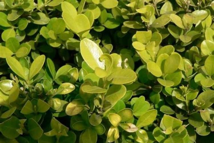 茶叶专用肥料,附茶叶的种植技术