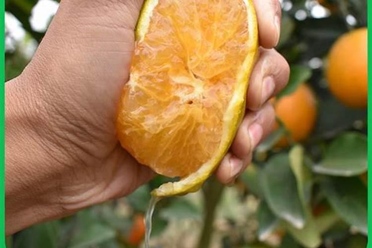 玉米喷叶面肥会增产吗 什么时候喷施效果好