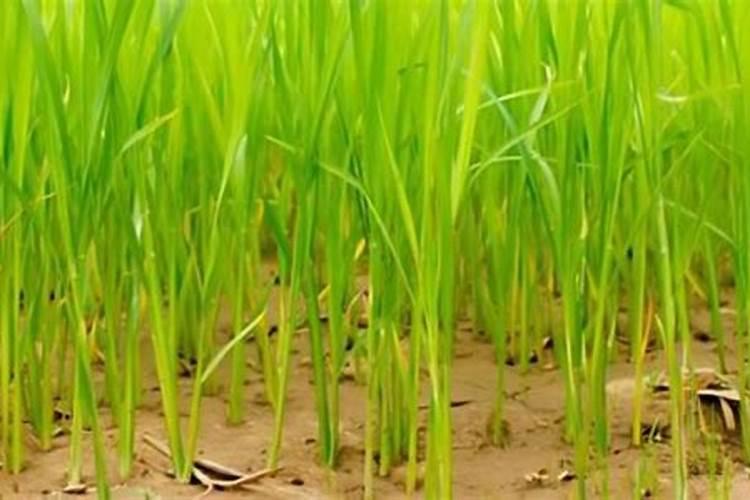 喜酸的植物有哪些植物