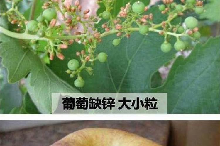 黄皮果施什么肥最好