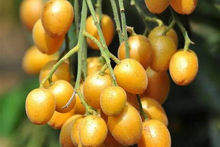 黄皮树怎样促花保果