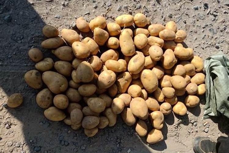 脲铵氮肥可以用于土豆吗 有什么好处