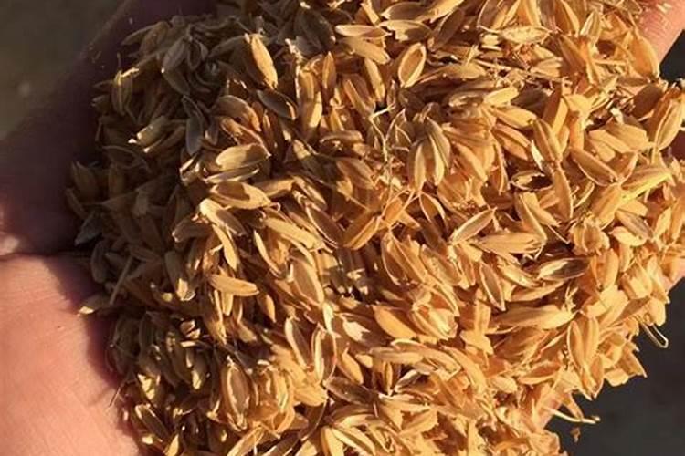 栀子花叶子干枯可以救活吗？