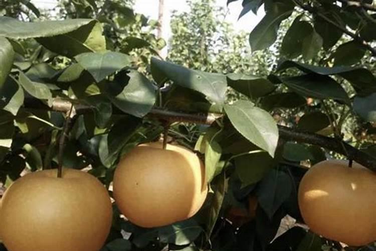 枸橼酸钾能在餐后服用吗