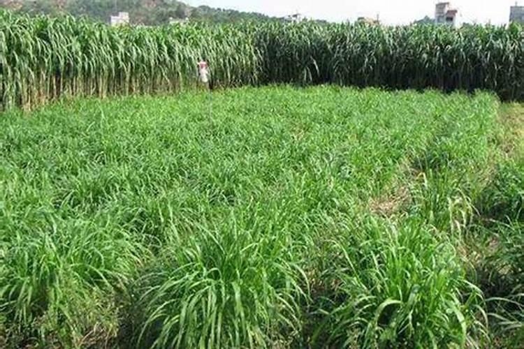 如何给水草缸施肥？