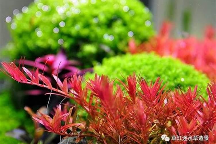 草缸里的红草不红,都变绿了,怎么办？