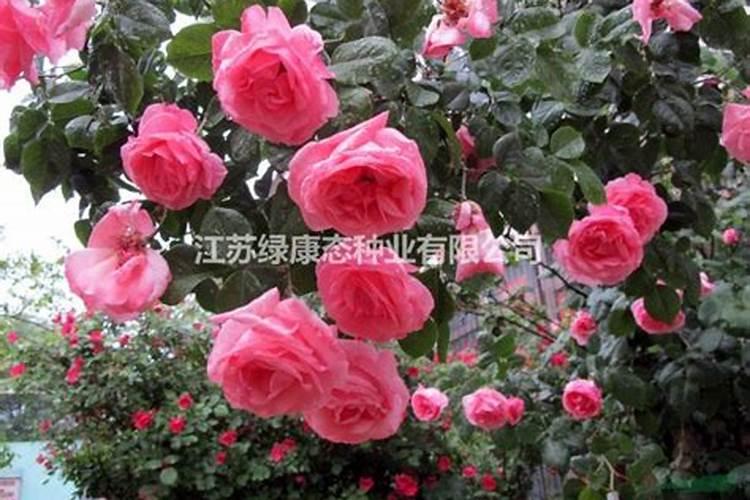月季应该买哪些肥料